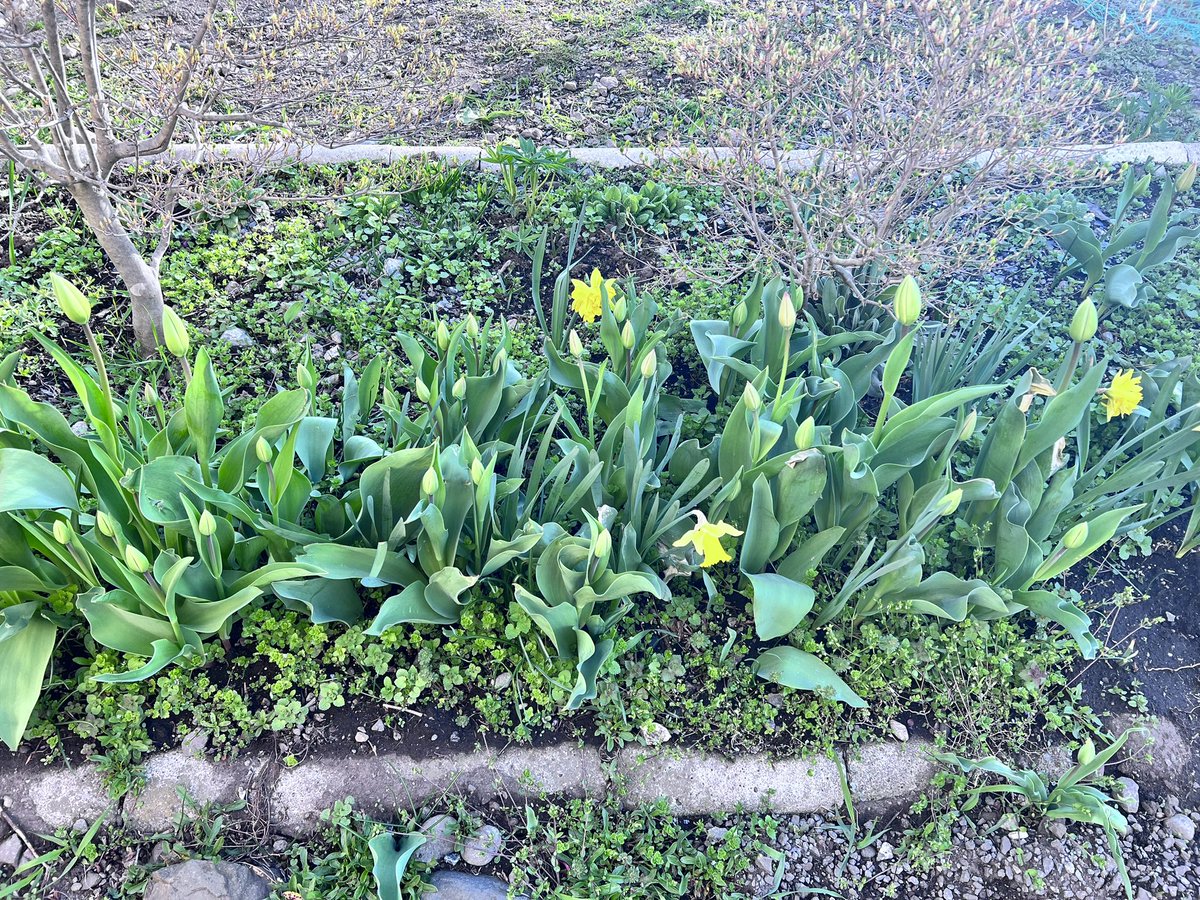 毎年植えているチューリップです🌷
もうすぐで咲きそうです🌸
さぁ今週末も最高な週末となりますように✨✨

#チューリップ #定点観測