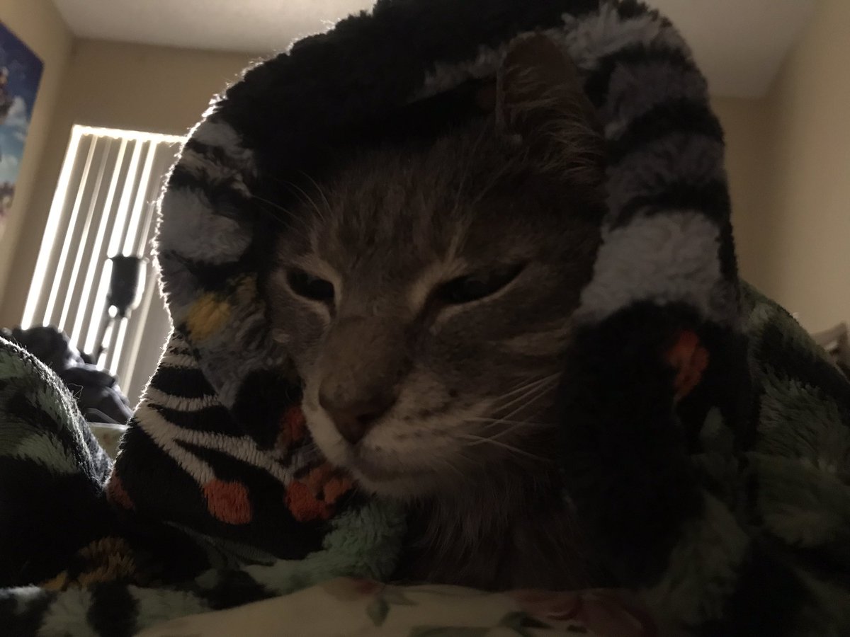 milkyrobot's tweet image. Had to say goodbye to my best friend today. I love her with all my heart. She can rest now. I love you so much Little Kitty. Good night. 💕
