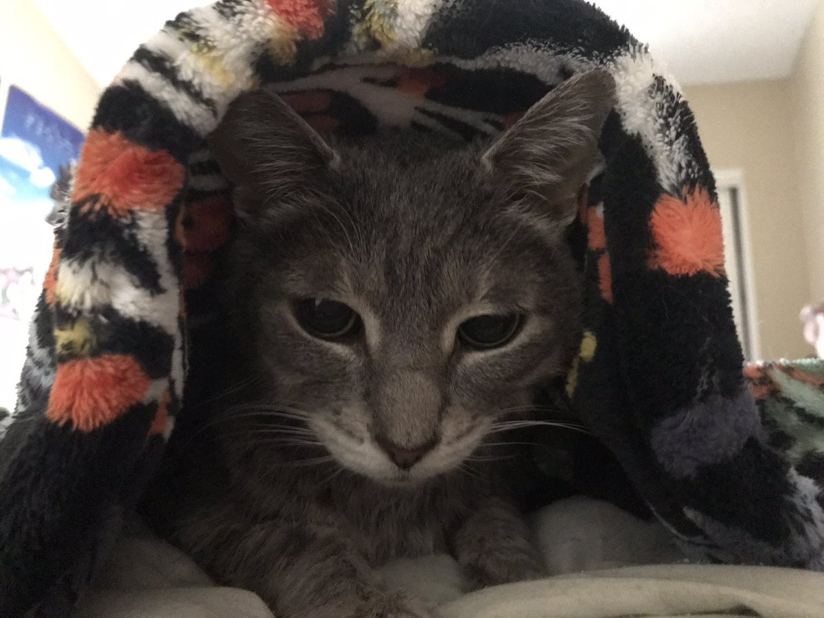 milkyrobot's tweet image. Had to say goodbye to my best friend today. I love her with all my heart. She can rest now. I love you so much Little Kitty. Good night. 💕