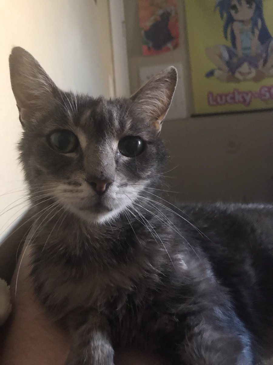 milkyrobot's tweet image. Had to say goodbye to my best friend today. I love her with all my heart. She can rest now. I love you so much Little Kitty. Good night. 💕