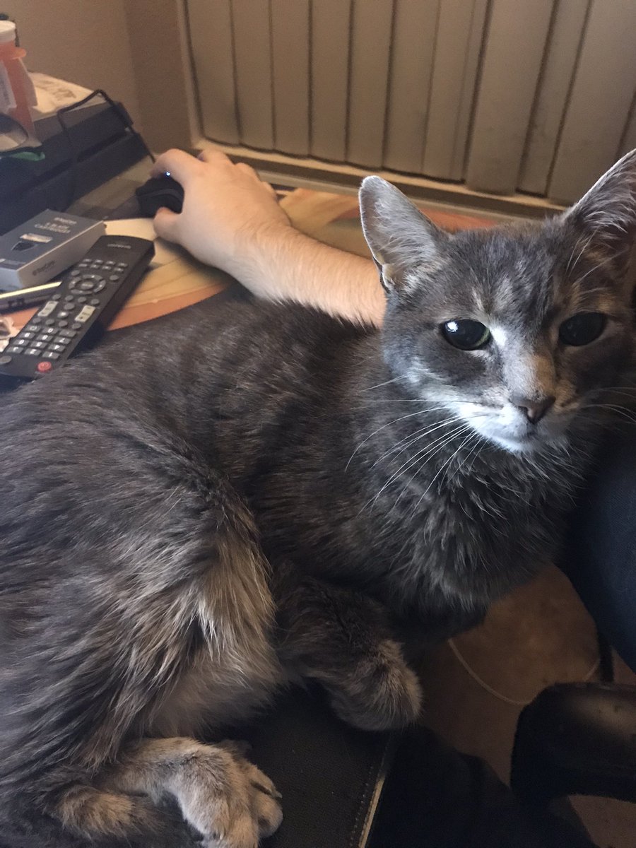 milkyrobot's tweet image. Had to say goodbye to my best friend today. I love her with all my heart. She can rest now. I love you so much Little Kitty. Good night. 💕