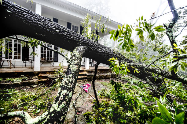 highrise_tree's tweet image. Storms can leave trees in bad condition and cause more damage if not properly removed. Our team offers dumpster rentals and post-storm cleanups. highrisetree.com