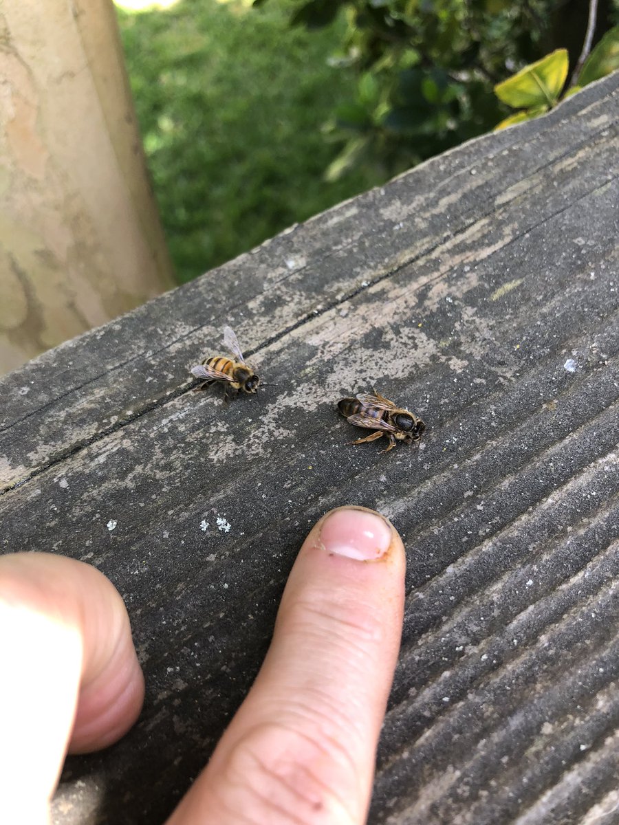 honeybees's tweet photo. I freed her from the web with a stick but she didn’t look well. She hadn’t moved when we got back an hour later https://t.co/mAtMuMMxST