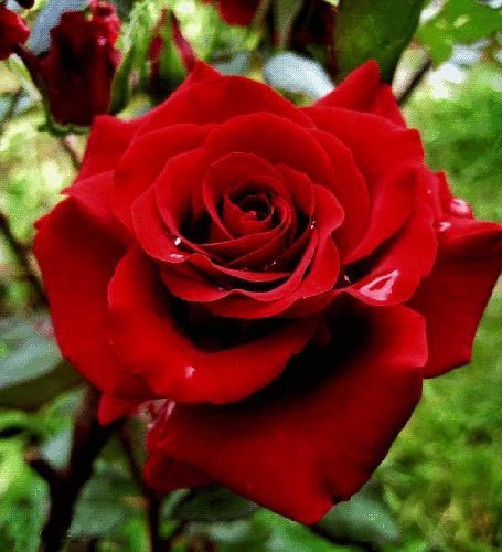 afa513's tweet photo. @nebrass_7 جميعا يارب ❤️🌹 https://t.co/Kuk1JfDuCV