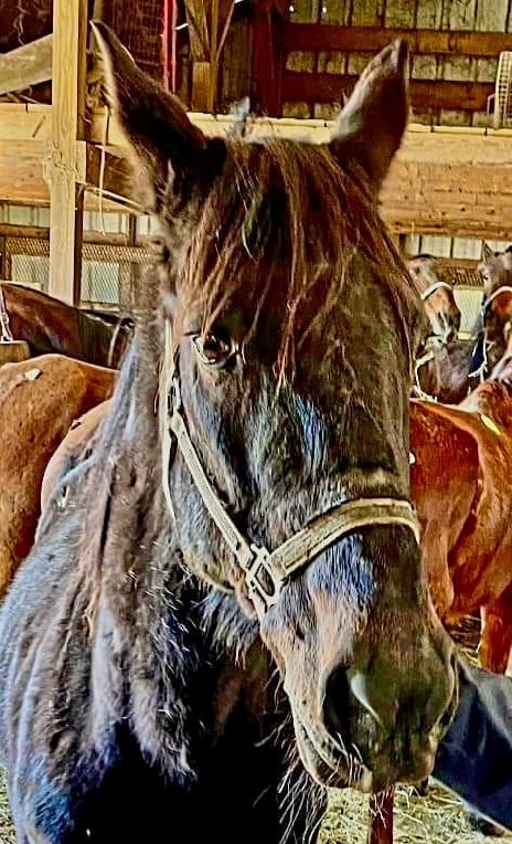 MAFUNZALO JOE, 15 yo, SHIPS TO SLAU_GHTER soon unless we can raise freedom & care funds to SAVE HIM. PLEASE SHARE, OFFER HOME, DONATE 🙏 
🐎paypal.com/invoice/s/pay/…
 🏥paypal.com/invoice/s/pay/…
🚛paypal.com/invoice/p/#ZZB…
He looks so lost, no help from his past, please step up for him