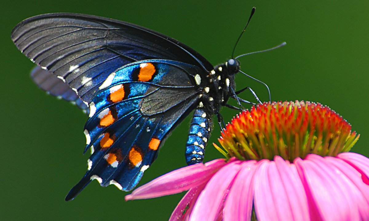 SWEPCoNews's tweet photo. Eagle Watch Nature Trail will host the public at its Eagle Watch viewing station in Gentry, Arkansas on April 22. The #EarthDay 🌎 activities take flight at 9:30 a.m. and will put focus on the birds 🦅 , 🐝 bees and 🦋 butterflies MORE: https://t.co/K3uJZUuxco https://t.co/p4MFUhIS1U