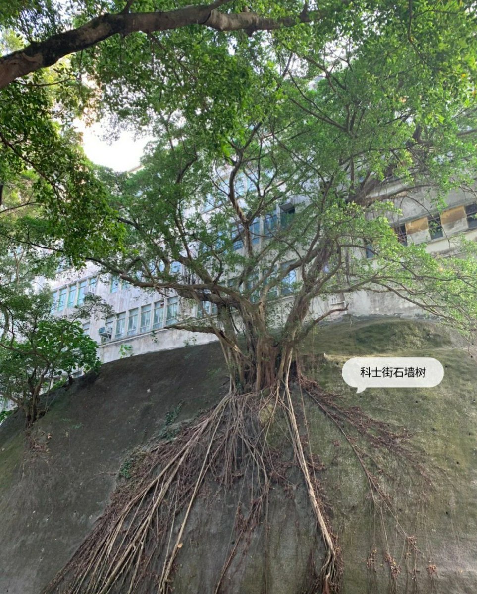 fran_git's tweet image. ㊙️todayshare: Sai Wan Swimming Shed,📷Old Hong Kong Ding Ding car,📷No talk, only cool.
