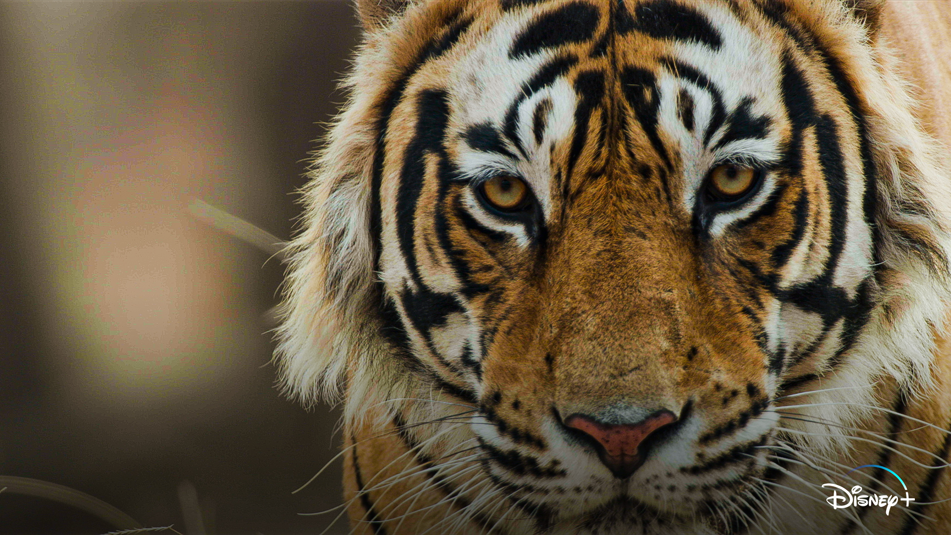 Tiger [Disneynature 2025]