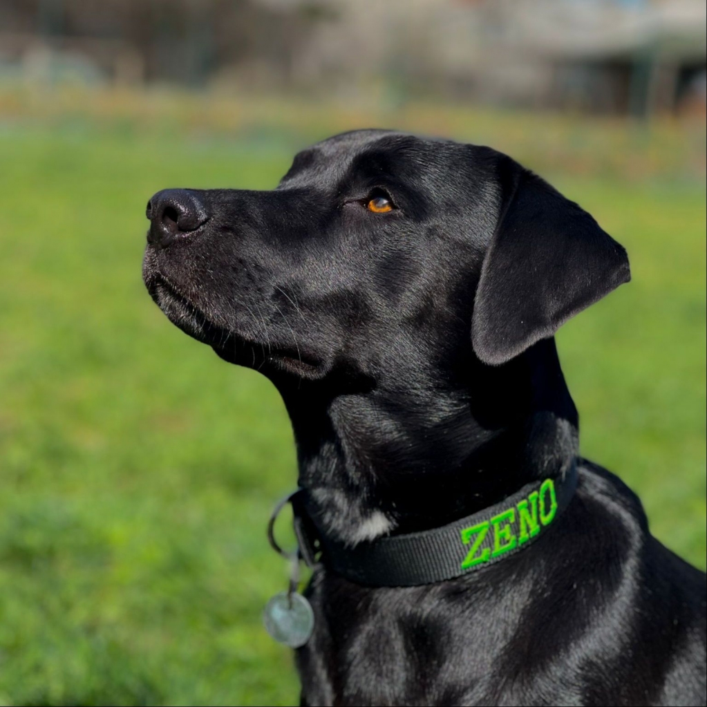 EvilCollar's tweet photo. Scopri lo stile personalizzato di ZENO! Il Collare Classic Nero larghezza 3 cm con il nome Verde Fluo è una combinazione accattivante che fa parlare di sé. 
#zenostyle 
 https://t.co/RYFG8X9QK6 https://t.co/NpywaPpz04