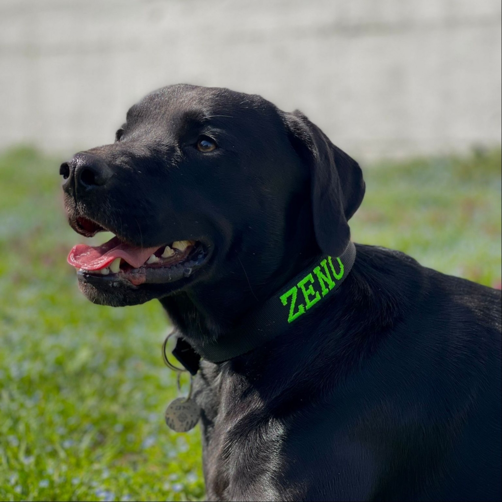 EvilCollar's tweet photo. Scopri lo stile personalizzato di ZENO! Il Collare Classic Nero larghezza 3 cm con il nome Verde Fluo è una combinazione accattivante che fa parlare di sé. 
#zenostyle 
 https://t.co/RYFG8X9QK6 https://t.co/NpywaPpz04