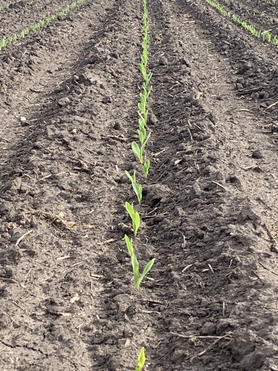 emeyerfsa's tweet photo. Always nice to see your first field of corn coming up… FS InVISION 6595 … off to a great start! https://t.co/fbdTe1q2Dd