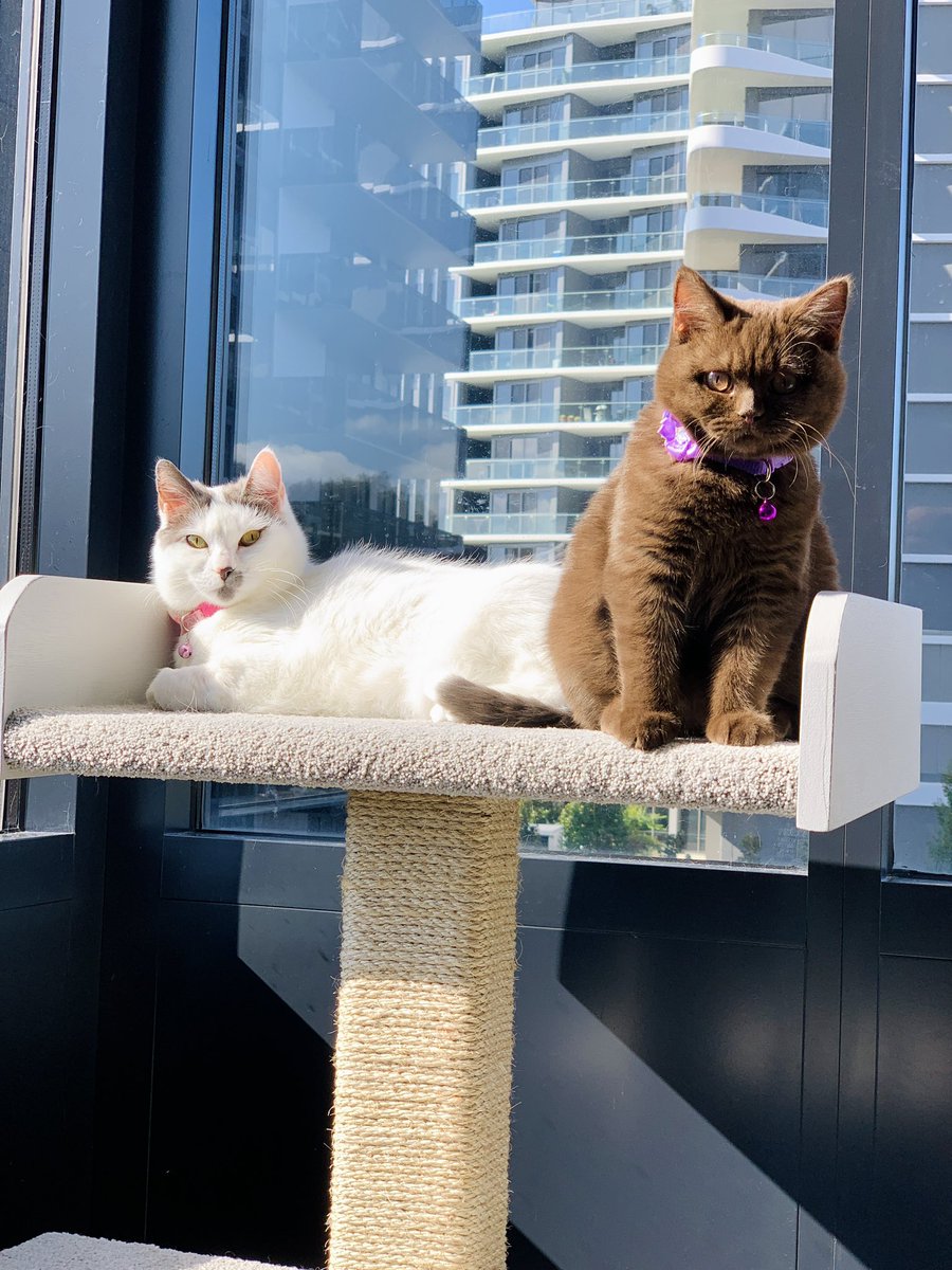 Good morning from Queen Cherry and Princess Pudding 🌸🤎
#cats #britishshorthair