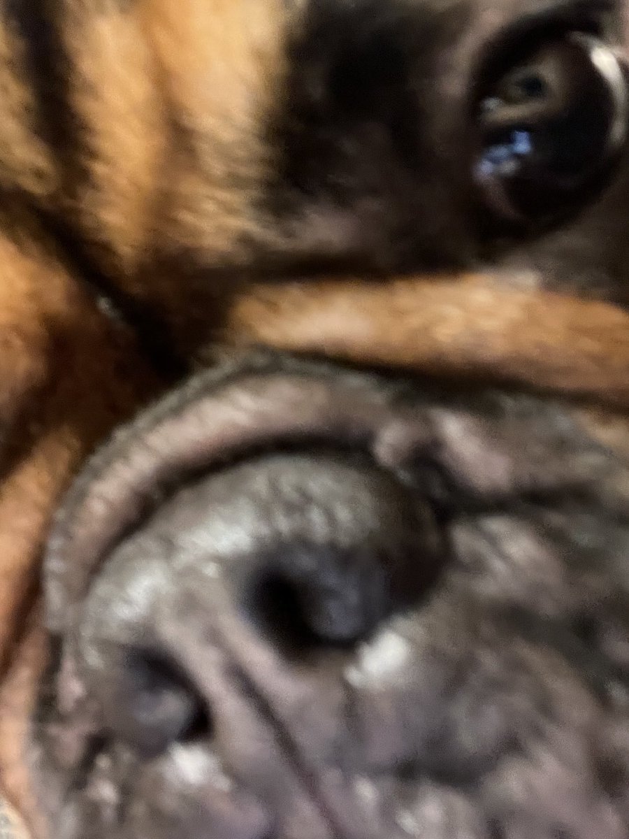MomoTheTabby's tweet photo. THEEEES IS SYLVAIN
IS YOUUUU RECEIVING MY SIGNAL?
#AWAITFURTHERINSTRUCTIONS https://t.co/dG9NQWpoqT