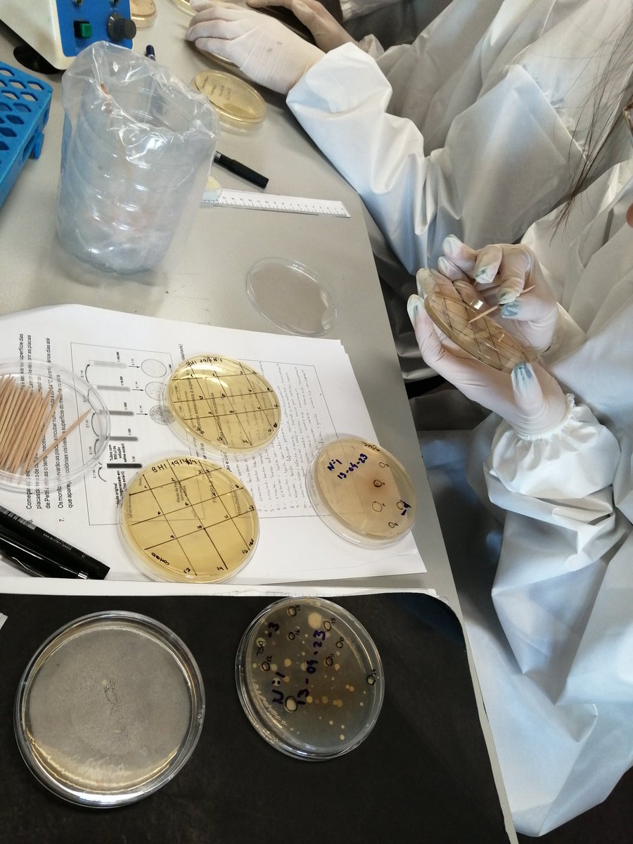 MicroMundo_IUCS's tweet image. ✨✨✨
3rd session at Cristelo high school - another mission accomplished for the team of our 6 Micritas🫡! Soil samples with a lot of diversity of colonies 🧫 that were tested today - will we be able to find bacteria with antimicrobial activity? We'll find out next week 🤞...!