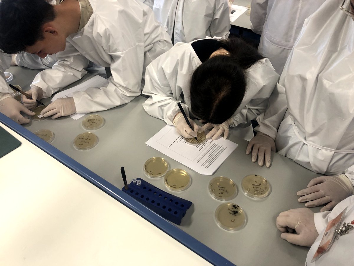 MicroMundo_IUCS's tweet image. ✨✨✨
3rd session at Cristelo high school - another mission accomplished for the team of our 6 Micritas🫡! Soil samples with a lot of diversity of colonies 🧫 that were tested today - will we be able to find bacteria with antimicrobial activity? We'll find out next week 🤞...!