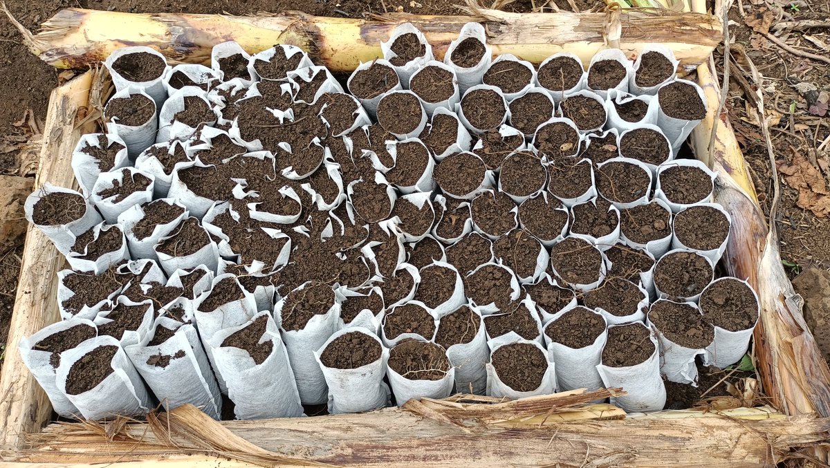 Tabi Joda tweet media