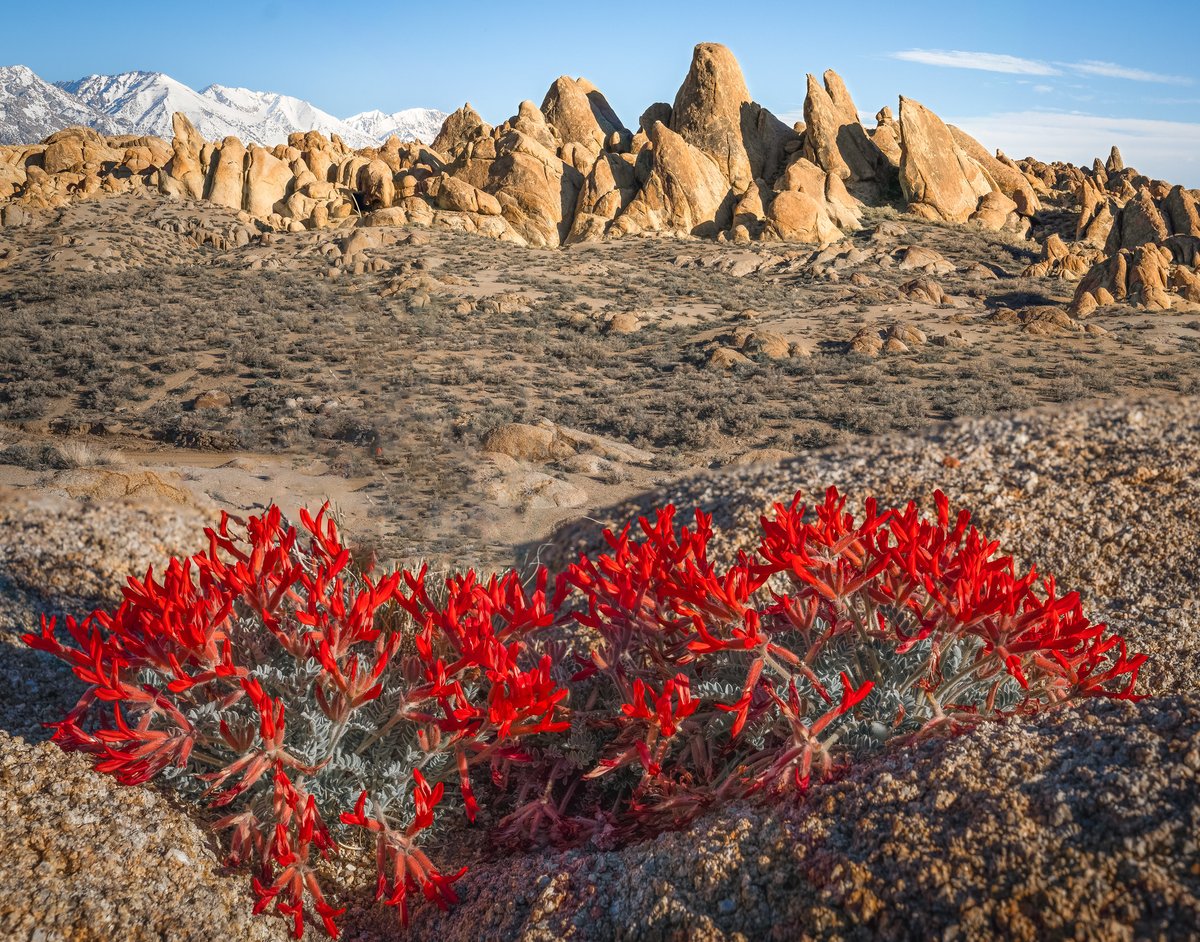 BLMca's tweet photo. 🌹Scarlet locoweed has large, bright scarlet flowers that stand out against the muted browns, yellows, and grays of the Great Basin. Look out for these flashes of color during your next hike at the #AlabamaHills National Scenic Area! #CANativePlantWeek

📷Jesse Pluim, BLM https://t.co/sjjmzNl6iY