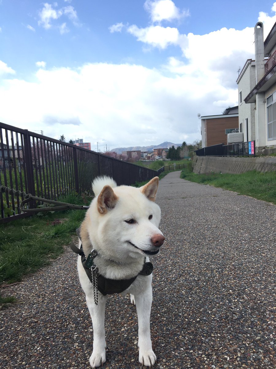 whitekotetu's tweet image. 朝んぽ終了〜
青空だけど風冷たい〜
#朝んぽ終了 #虎徹 #柴犬 #白柴