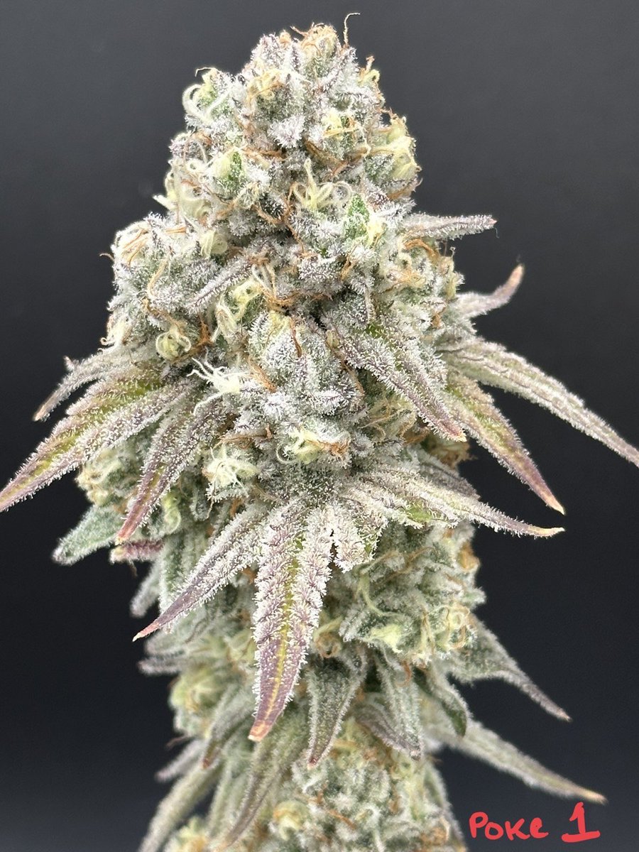Kootenay's Finest Craft Cannabis tweet media