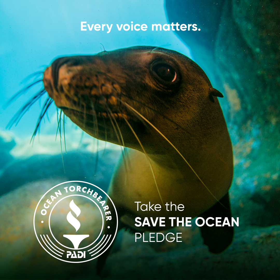 MissionBlue's tweet photo. Do you care about the future of our ocean? Pledge to become an Ocean Torchbearer!

Take the pledge at https://t.co/EVFeNu4hBu

#SaveTheOcean #OceanPledge #padi @PADI https://t.co/vnPXpieTum