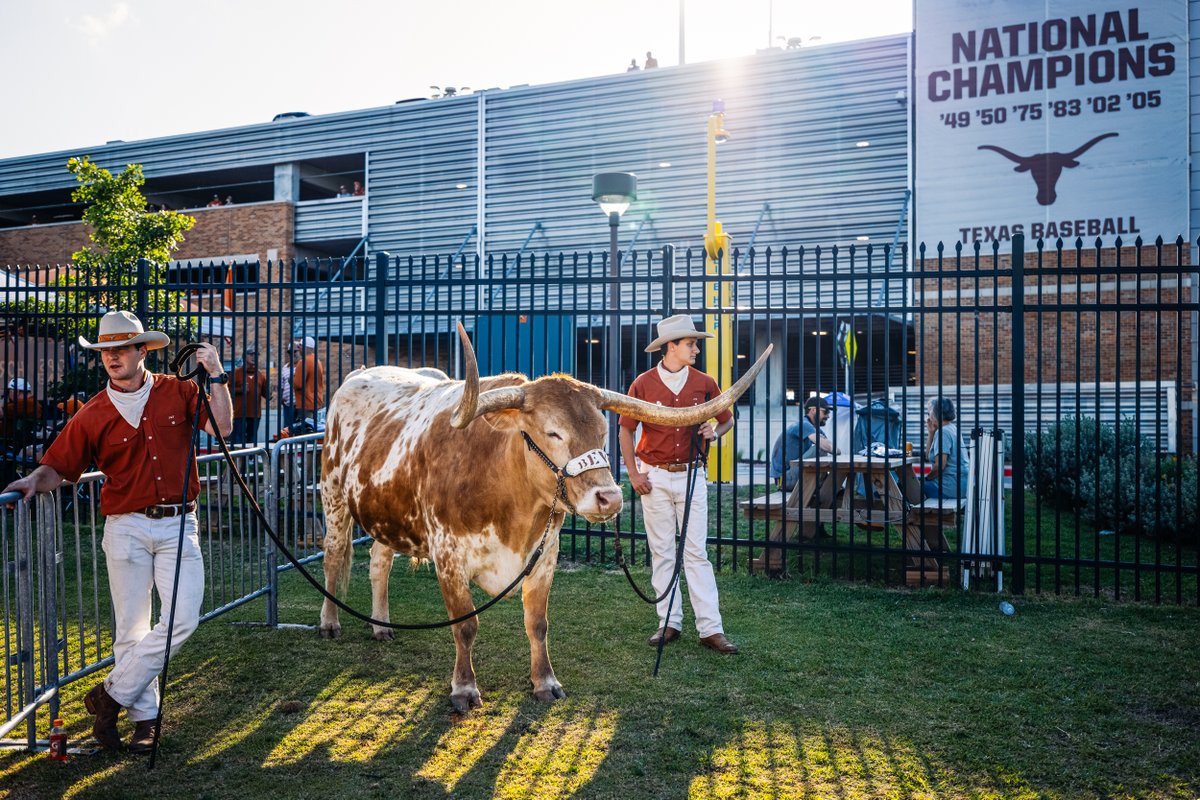 Bevo at the ballpark 🤘

#HookEm | <a href="/TexasMascot/">BEVO XV</a>