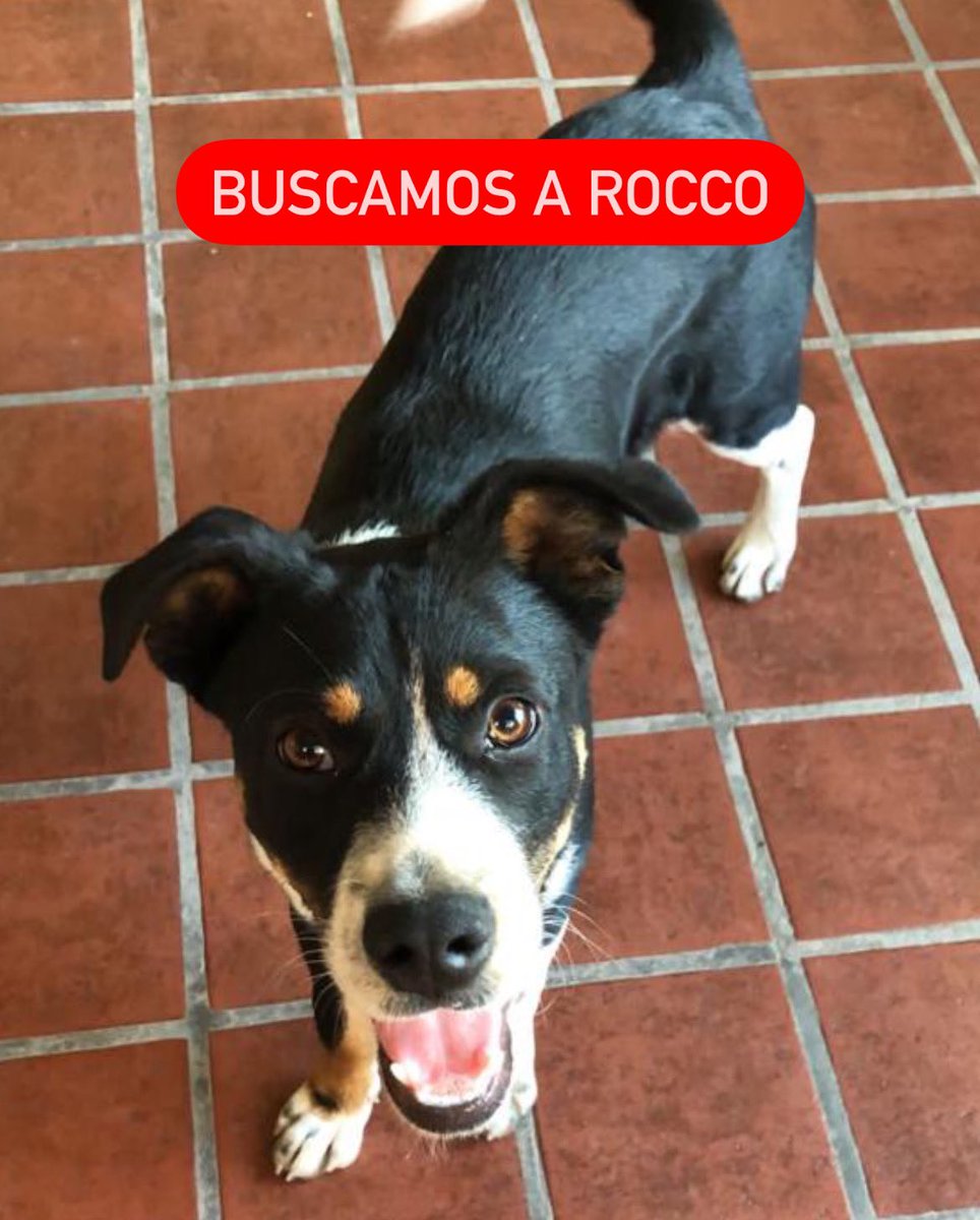 AdoptaHuellas's tweet photo. BUSCAMOS A ROCCO, SE PERDIO EN CAMPANA, BARRIO DEL PINO. 

Se perdió en las calles Vicente López y Laprida. Zona del carrefour de Campana en la colectora. Es un macho de aproximadamente 1 año, tamaño mediano, muy sociable. 

Si lo ves retenelo y escribinos por privado!! https://t.co/M0U5Gvjzob