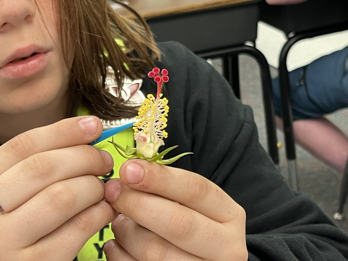 To review 4th grade life science benchmarks, we used interactive learning and journaling to help the learning stick!  A Plants Life game is so much fun to play with friends and we learned so much from dissecting a hibiscus flower!  <a href="/KinardsConnect1/">Kinard’s Connections</a> <a href="/Ashley51869918/">Ashley Kemp</a> <a href="/EMETweets/">Bobcat Pride</a>