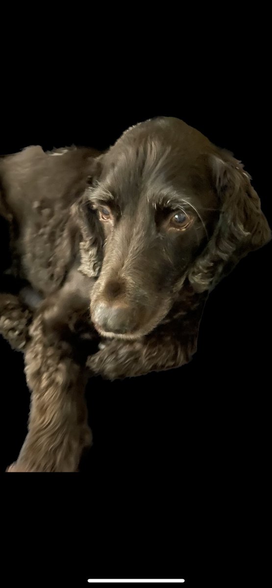 In honor of our final week on Twitter, here's a picture of my dog: he's 14 years old and doesn't like cameras #cnusocialmedia