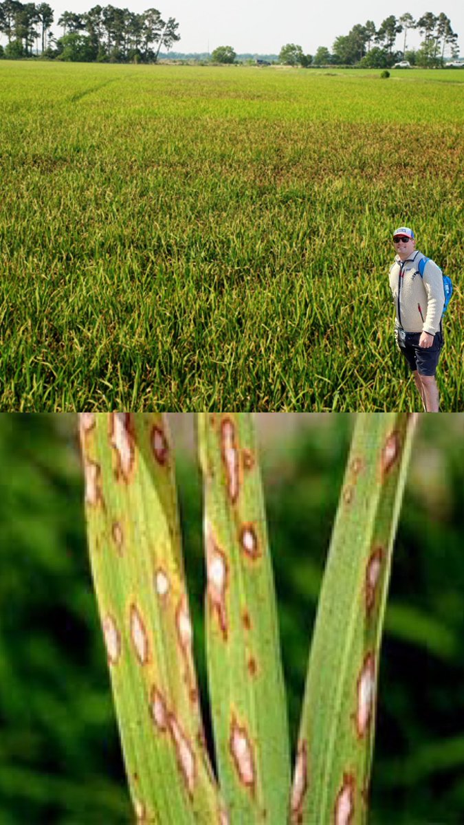 CliffPSUedu's tweet photo. These rice crops (oryza sativa) are being affected by rice blast. Rice blast is caused by the fungal pathogen Magnaporthe oryzae and bacterial pathogen Xanthomonas oryzae pv. oryzae. Blast can result in crop failure by creating lesions on everything except the root #drfoxcall https://t.co/NEGxXK9tTI