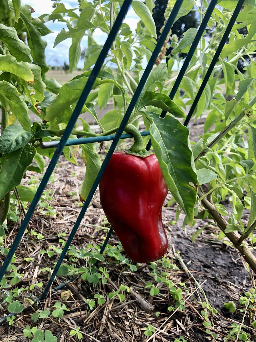 FeathersMcGee's tweet photo. Capsicum ๐ #gardening #vegepatch ๐ฅฐ https://t.co/hn535wqqX2