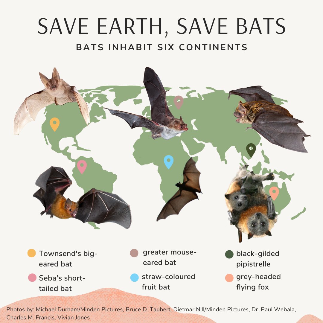 Protecting bats requires a global conservation approach. 🌍 A healthy planet can support the over 1,460 bat species that inhabit it. And by conserving bats, we ensure they continue to provide the valuable ecosystem services that make Earth home for other wildlife. #EarthDay