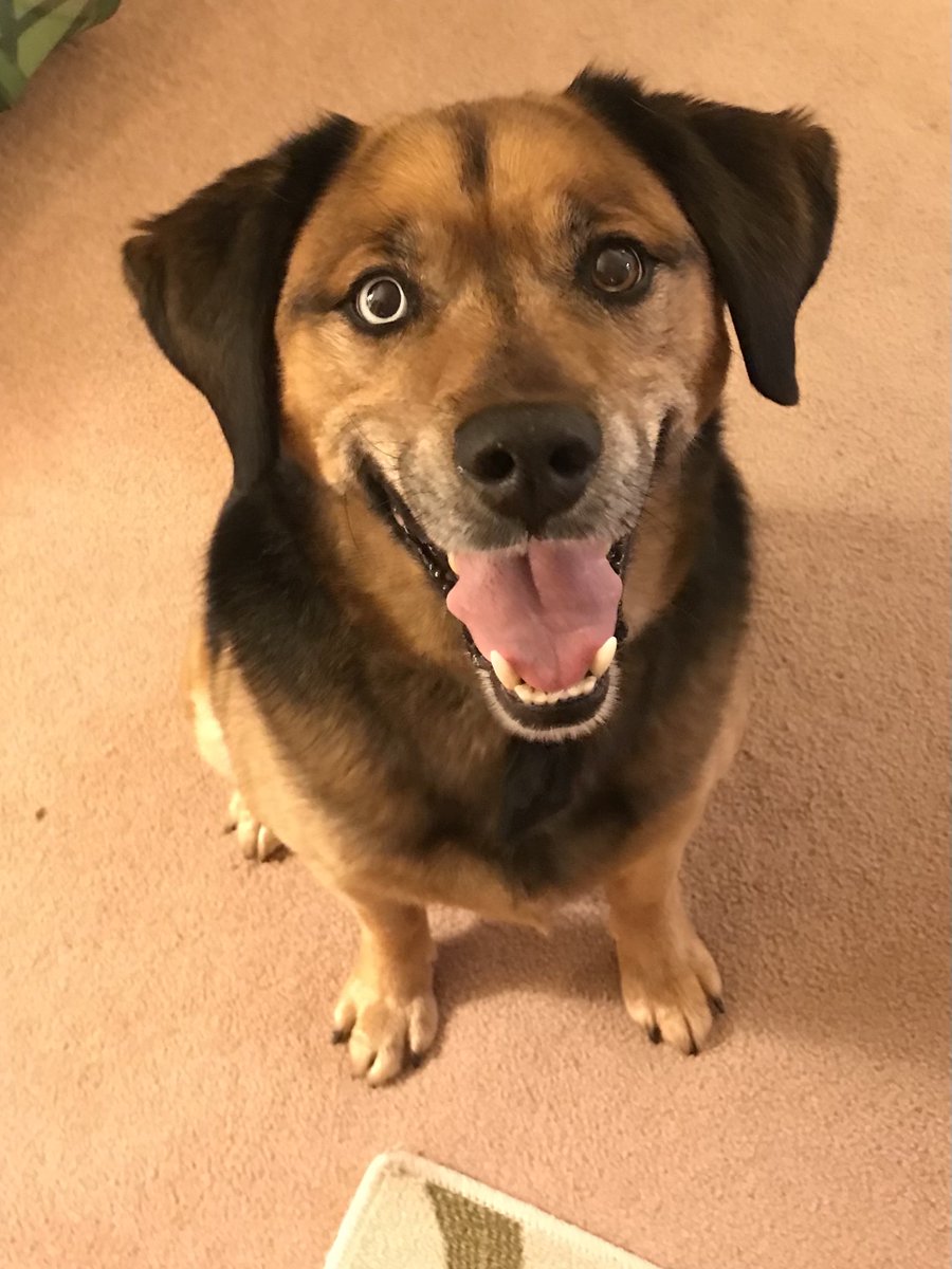 CrownedGuenon's tweet photo. @bunsenbernerbmd Buster does! https://t.co/d4LT7gBJZc