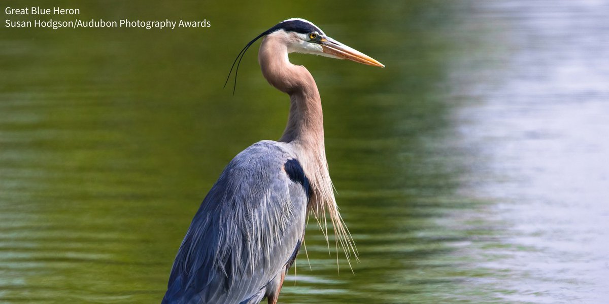 Restoring coastal habitats like marshes protects birds and people from climate change. This funding will help @Audubon_GL, @AudubonNC, and @AudubonSC co-create nature-based solutions with our local partners. bit.ly/40tImXx #BirdsTellUs