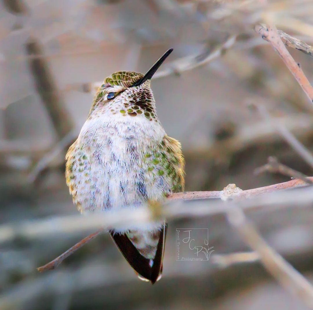Hummingbird lover usa (@hummingbirdlo14) on Twitter photo 