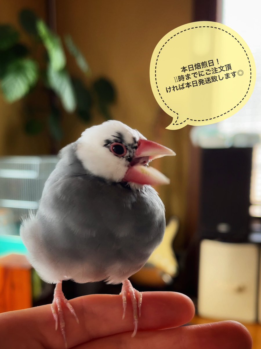atelierOHAGI_'s tweet photo. 本日焙煎日。
11時までにご注文頂ければ本日発送致します◎

ご注文お待ちしてます！

https://t.co/2gh00McEUB

#coffee #roaster #cafe #sweets #javasparrow  #fujiroyal #microroaster 
#自家焙煎  #珈琲  #文鳥  #コーヒー #マイクロロースター https://t.co/rxSSFU57F6