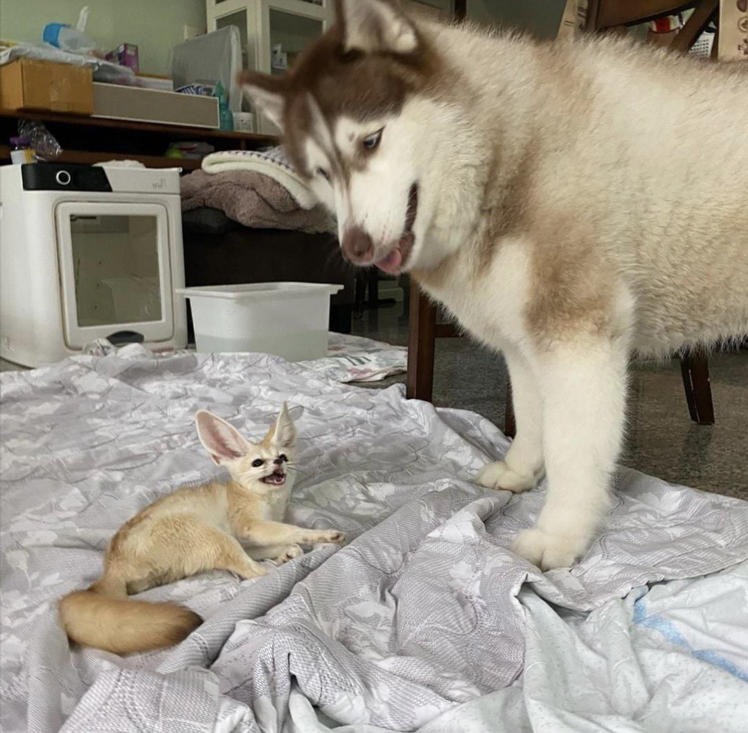 jeongin as fennec foxes on Twitter