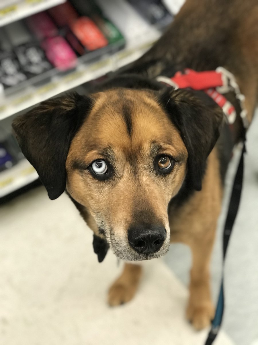 CrownedGuenon's tweet photo. @dangusset @bunsenbernerbmd I almost named my pup Bowie, but went with Buster since he has a "great stone face" like Buster Keaton! https://t.co/L0dmkXQ5Qg