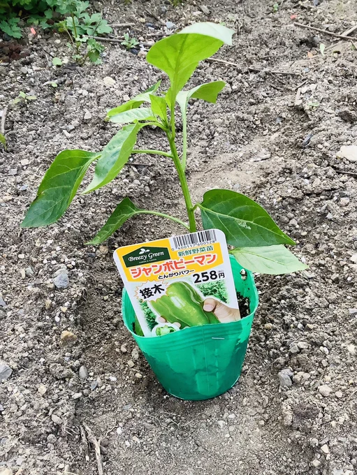 お野菜 