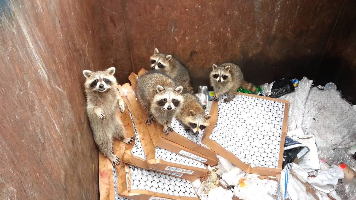 trashpandas's tweet photo. that's literally just a dumpster https://t.co/l9fbVIM2y9