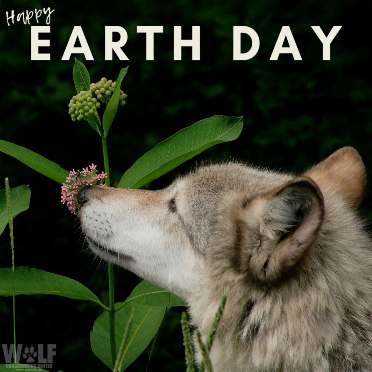 Wolf Conservation Center 🐺 tweet media