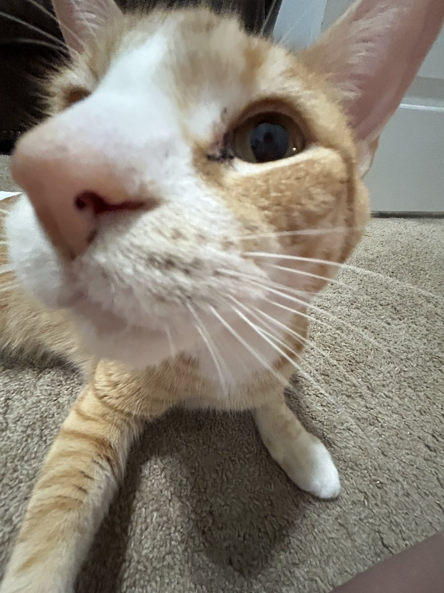 LengerCaroline's tweet photo. Got a little too into the 0.5 camera lens on my new phone https://t.co/LMO1RBa7UJ