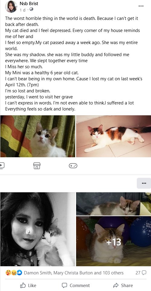 Nbrist2's tweet photo. Miss You Mini 
Love You Mini
Eid Mubarak Mini
#lostcats #CatsOfTwitter #RIP #Eid2023 https://t.co/GO6AgmKiAF