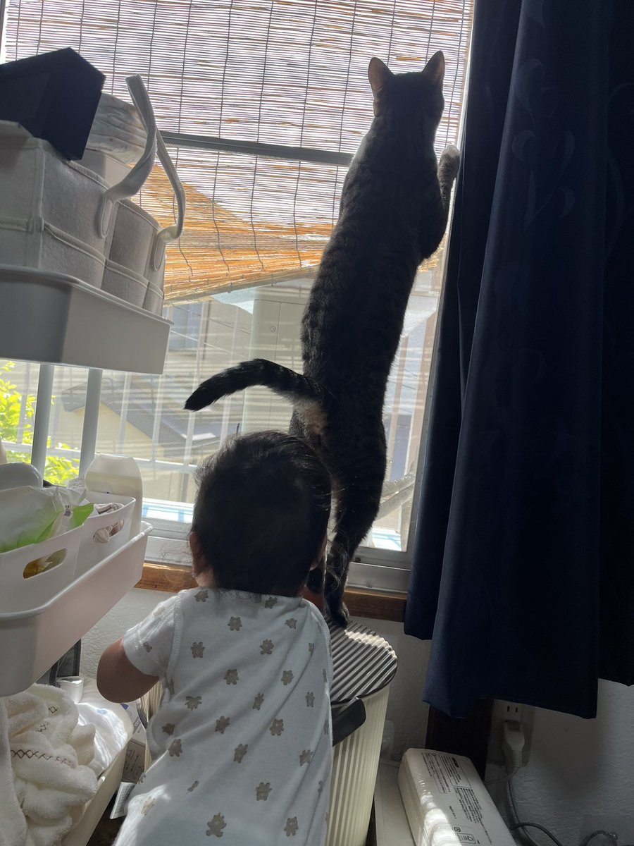open_sesame0325's tweet photo. 最近伸びてにゃるそっくするなあと思って見てみたら、まさかのハチが巣を作り始めてて急いで駆除した😭💦
ごま🐱さすが💓えらいぞ〜🥰 #ごま #猫 #キジ白 #猫のいる暮らし #猫好きさんと繋がりたい https://t.co/jlO78DWABp