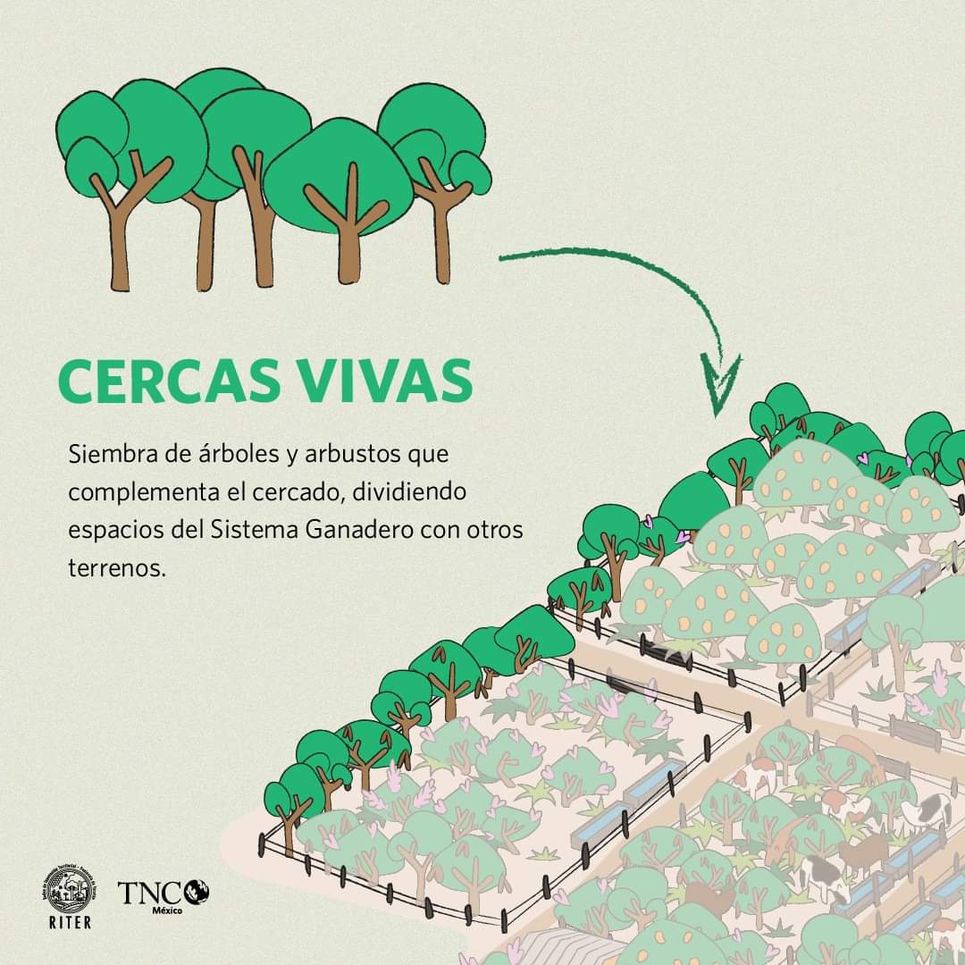 Agroforest_JAL's tweet photo. ¿Qué son las “cercas vivas”?
Esta práctica consiste en sembrar líneas de árboles o arbustos de forma perimetral. ¡Su implementación como soporte de alambre puede significar un ahorro del 54% Vs. una cerca convencional! Además, tienen una gran capacidad de captura de carbono. https://t.co/PXgIHoH069