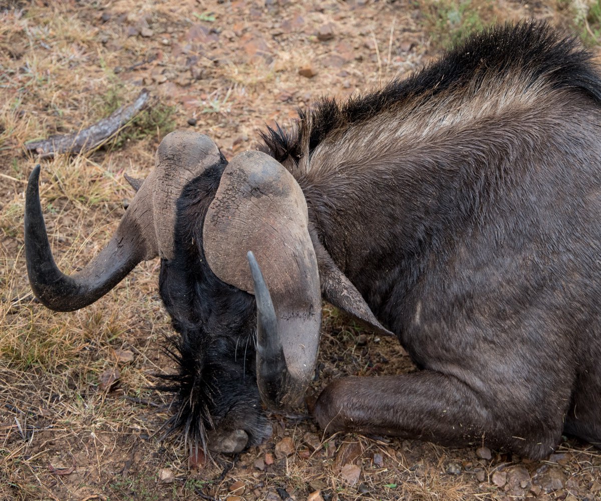 Hooks_Ammo's tweet image. Just day dreaming about my next Africa hunt.
#africa #africahunting #300WSM #huntafrica