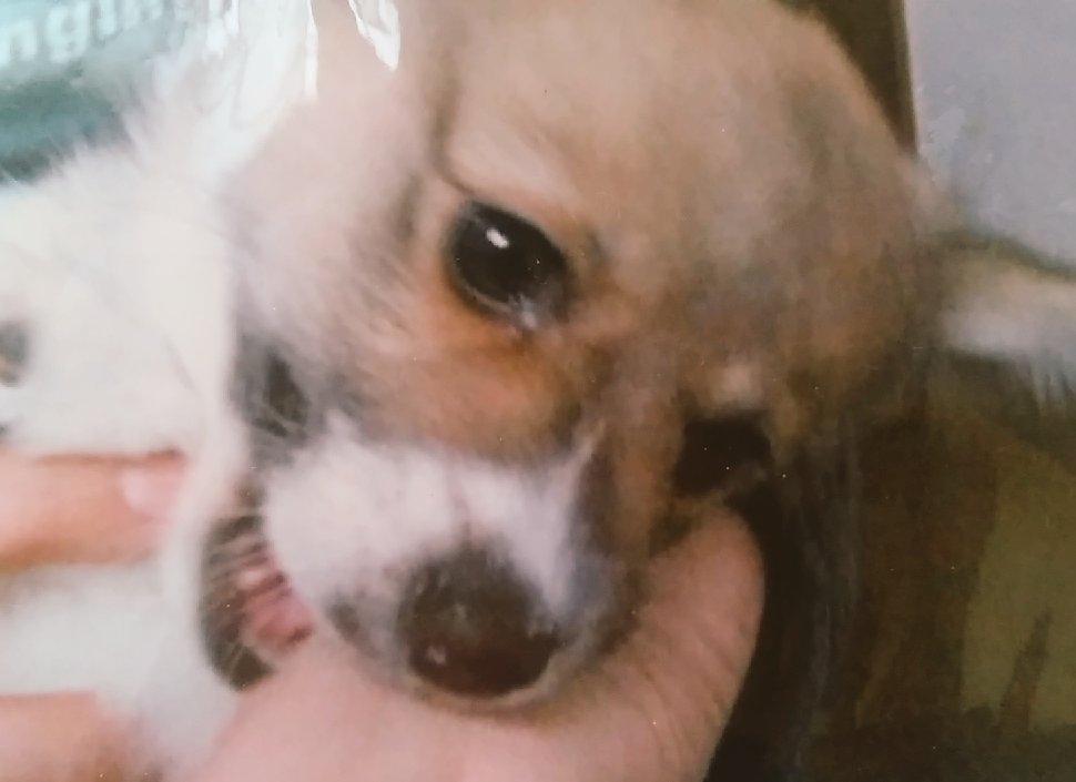 お迎えした頃のもーちゃんは
手をガジガジ。
乳歯の甘噛みだったけど
いつも手はキズだらけ。

今はそれも懐かしいよ。