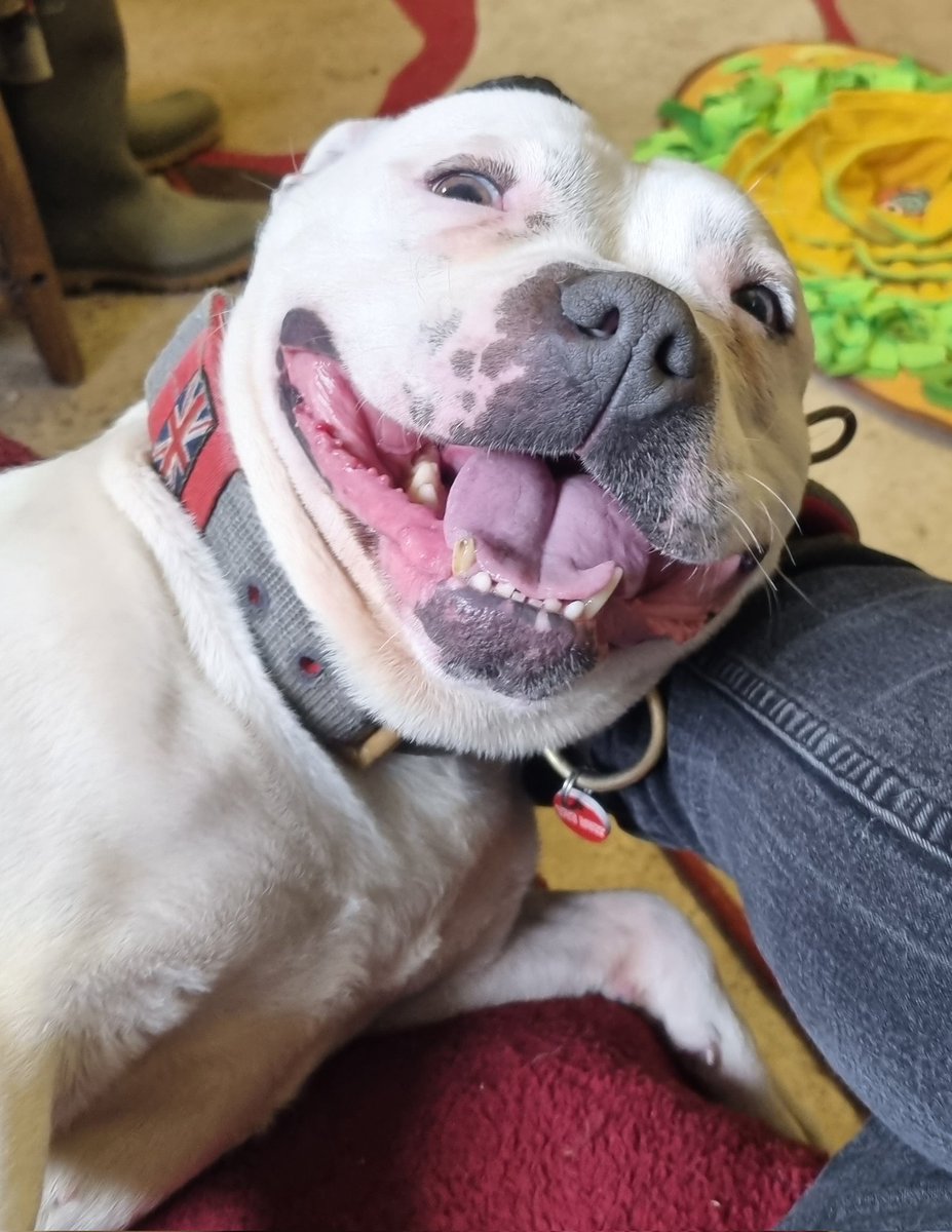 SeniorStaffy's tweet photo. Can anyone help please? ⬇️⬇️⬇️
Our sweet little Pippa needs an operation and to help her recover we need to find her a foster home 🏡  please share 🙏 thanks! 
#seniorstaffy #TeamZay #staffiesaturday #RescueDog ❤️ https://t.co/SR34d1Dw0y