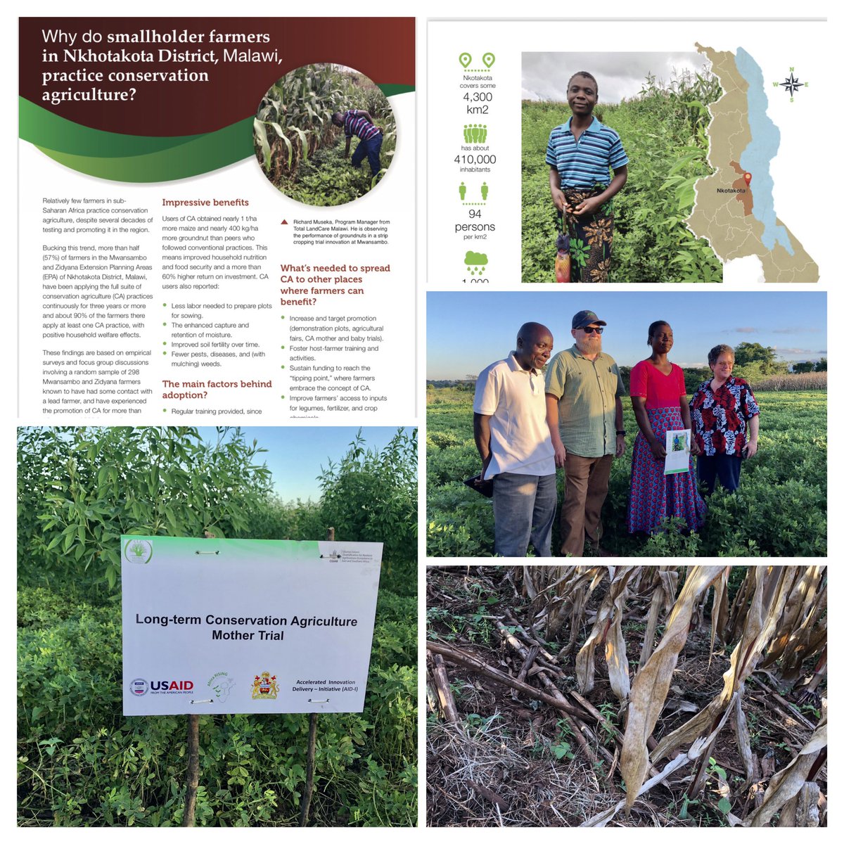 HambuloN's tweet photo. Shoutout to @BusyBeeChris #AfricaRISING, #UU & other investments that have sustained long term #CA trials to nudge adoption in Southern Africa.
Here giving feedback to a champion #CA farmer in Nkhotakota, ๐ฒ๐ผ .
#BACKFEED systems are key in #AID-I. 2/2
@CIMMYT @jukabunda1 https://t.co/VzHQwGgH4R