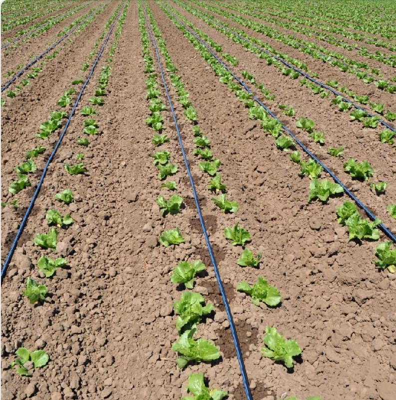 DefarmerAlex's tweet photo. Drip irrigation. The game changer https://t.co/9uZ1rNz0hG