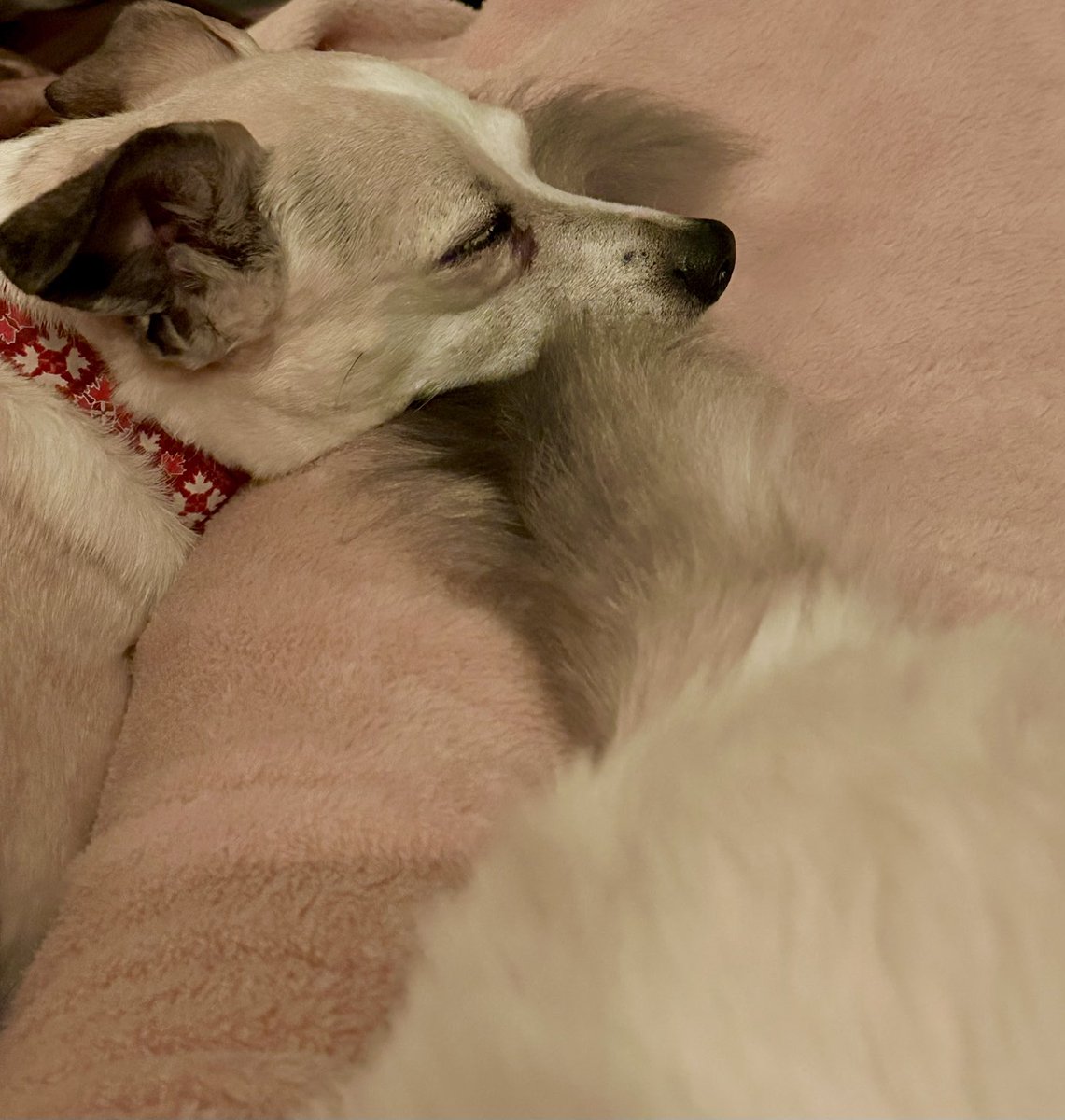 ashleysens's tweet photo. ⁦@KffDogs⁩ Who knew a cat tail made such a great pillow!!! https://t.co/pHHhASjx8h